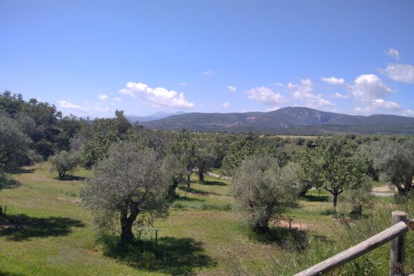 bosque olivos buera