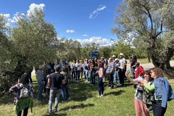 bosque olivos buera