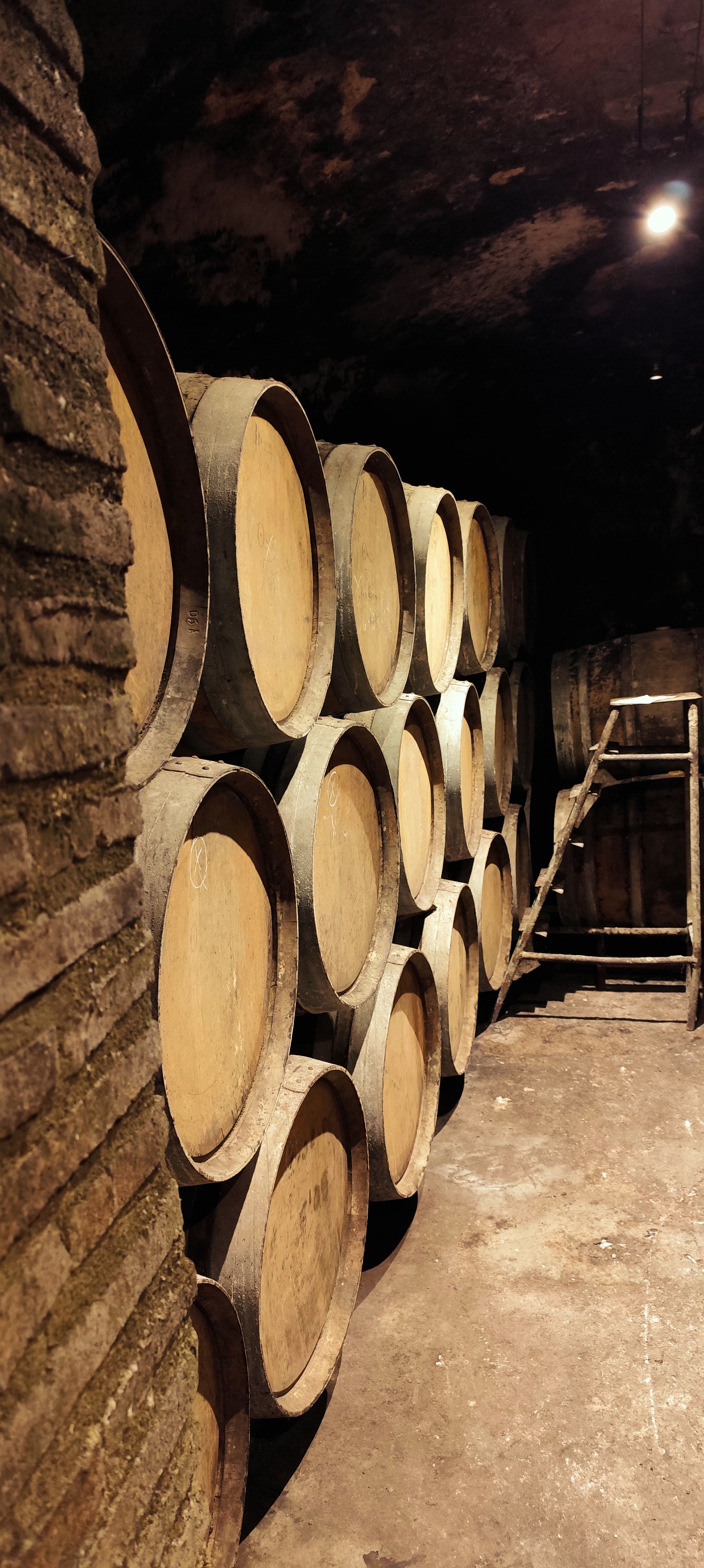 Visita Bodegas Osca