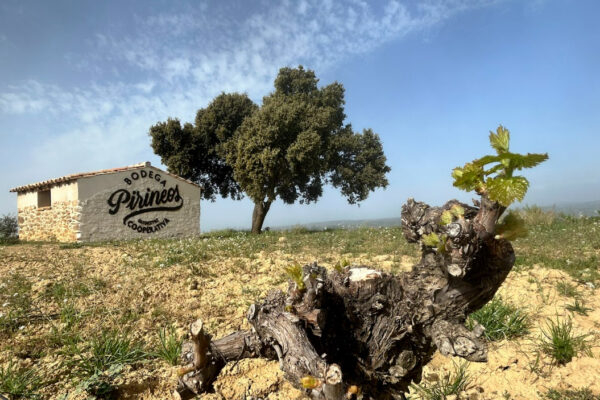 Viñedo El Mon con la brotación de Moristel y distintivo de David Gatta (1) (2)